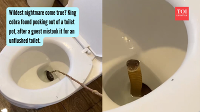 Wildest nightmare come true? King cobra found peeking out of a toilet pot, after a guest mistook it for an unflushed toilet