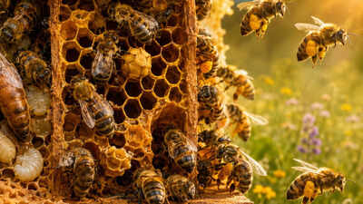 Scientists studying bee brains found clues to how colonies coordinate complex behaviour without a central controller, relying instead on many small individual decisions