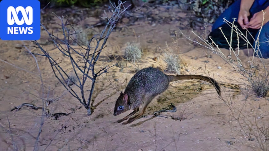 'Rat kangaroos' reintroduced to Dirk Hartog Island as researchers get hands dirty