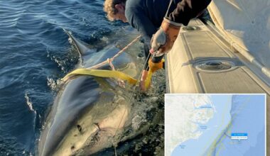 Contender world's largest male great white shark latest ping mystifies scientists