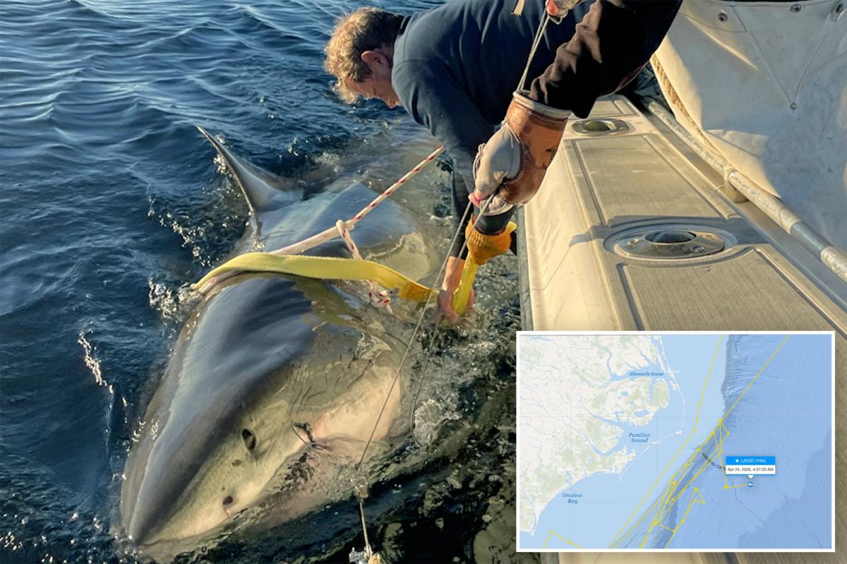 Contender world's largest male great white shark latest ping mystifies scientists