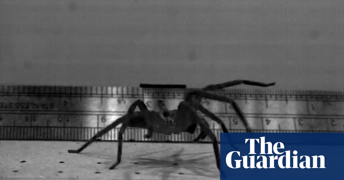 This huge hairy-legged Australian arachnid may be the fastest spider on the planet | Australia news