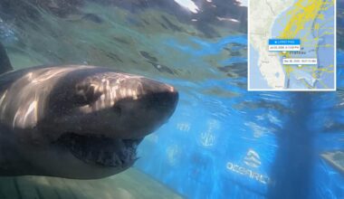 1,400-pound great white shark stuns scientists with new ping off Florida coast