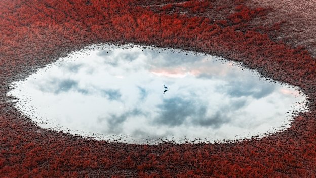 Photograph of the year 2026: Vitaly Golovatyuk, Russian Federation. Birdie in the Sky - A bird is sitting on the water of a tiny, crystal clear lake with reflection of the sky and surrounded by red grass, in Dongtai.