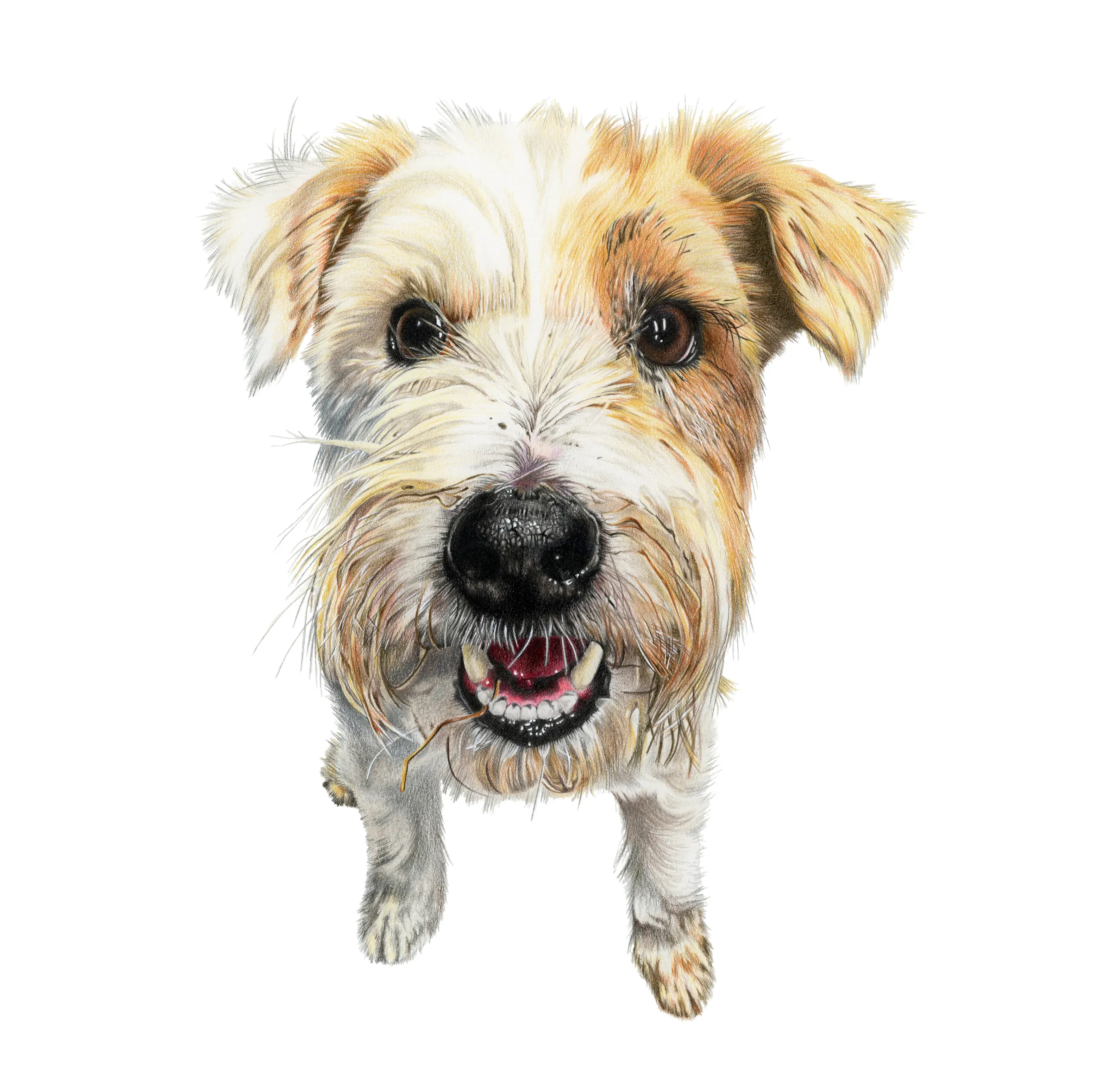 Illustration of a tan and white scruffy terrier mix with an open mouth.