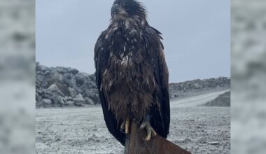 Bald eagle found at Côté Gold Mine now an ambassador at Toronto Zoo