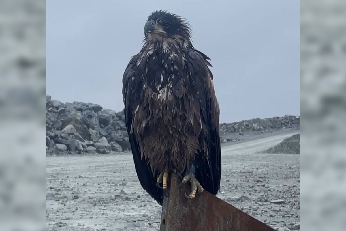 Bald eagle found at Côté Gold Mine now an ambassador at Toronto Zoo