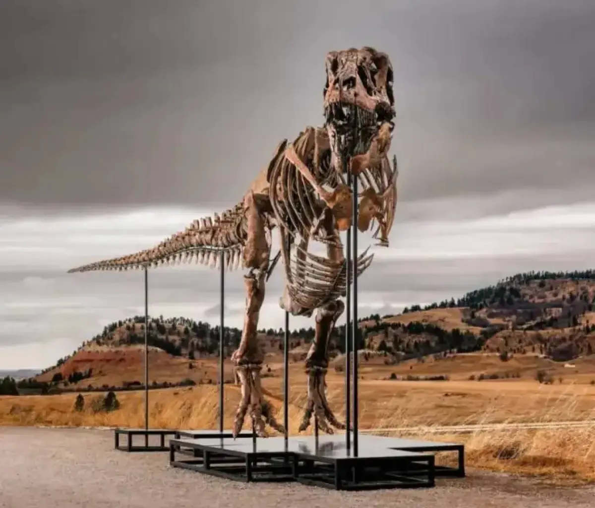 T. Rex Dinosaur Could Become Most Expensive Fossil Ever