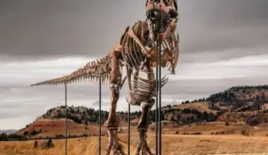 T. Rex Dinosaur Could Become Most Expensive Fossil Ever