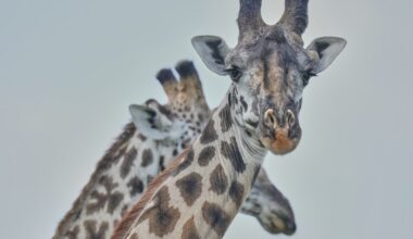 Giraffes Can Do Math