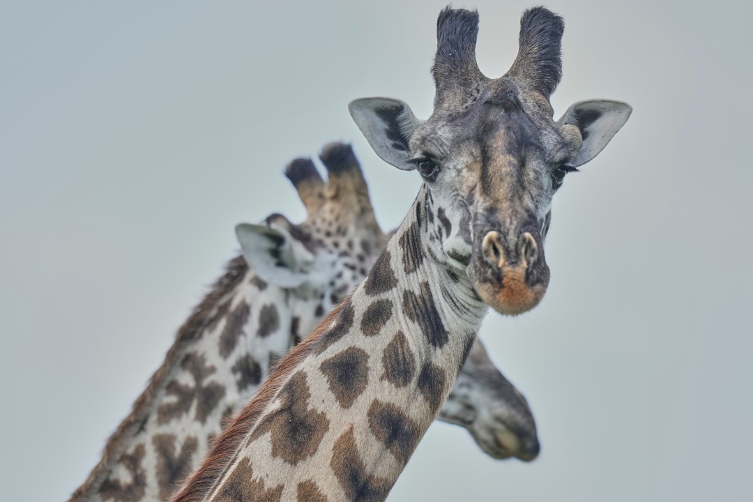 Giraffes Can Do Math