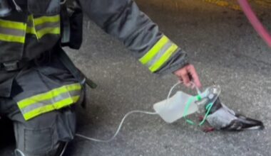 'The Pigeon Came Up to Them Seeking Help'