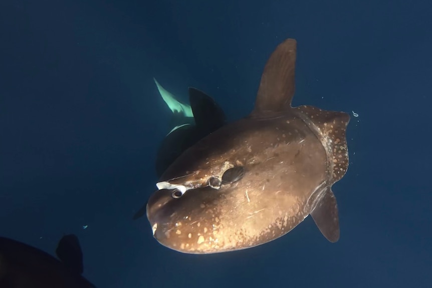 Large olive-coloured fish shaped like an oval with massive dorsal and anal fins at the back of its body and a rudder-like butt.