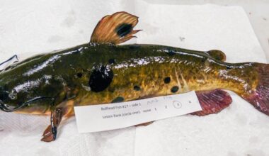 Scary Finding in Catfish: a Contagious Cancer