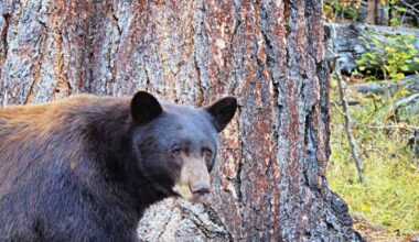 In Lake Tahoe, 'the Bears Are Winning'