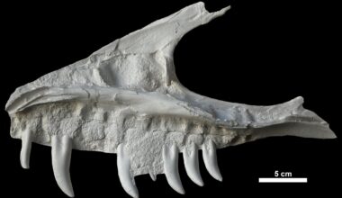 Remains of dinosaur skull found in B.C. campground belonged to T. rex 'great-uncle'