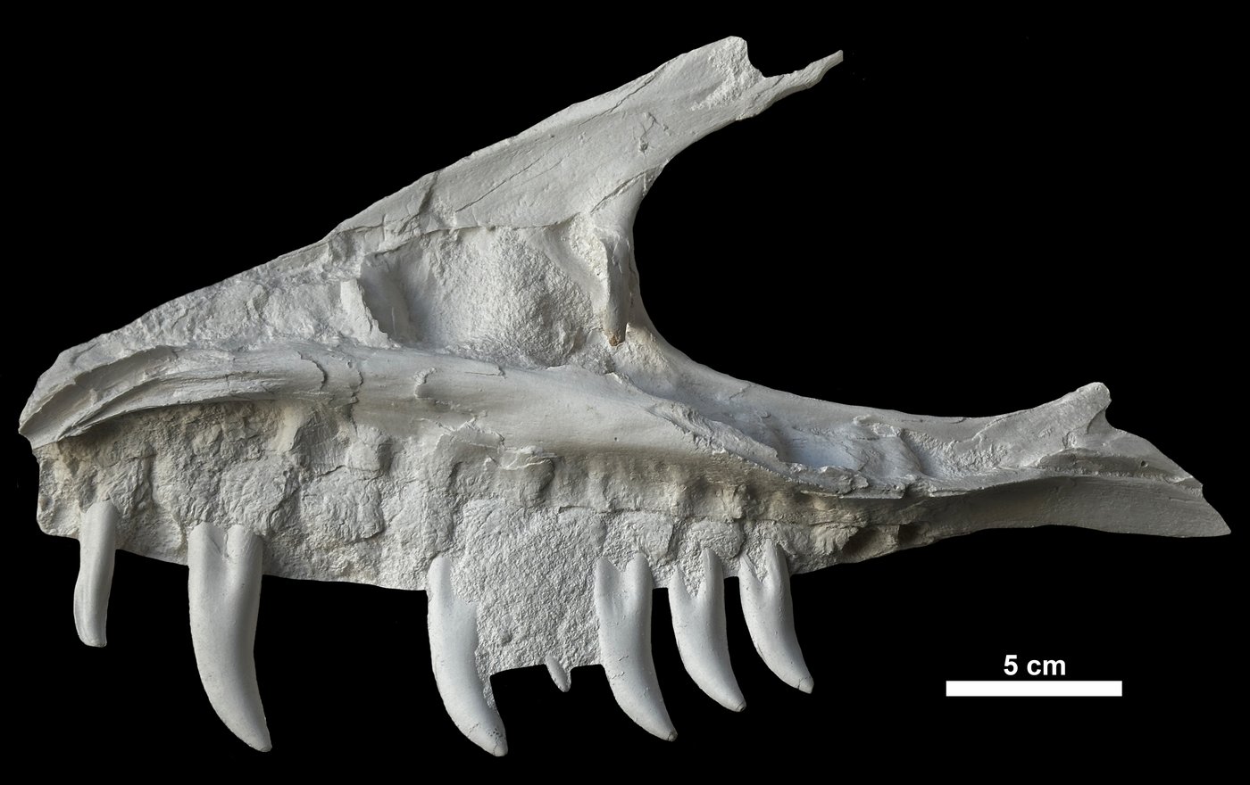 Remains of dinosaur skull found in B.C. campground belonged to T. rex 'great-uncle'