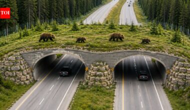 People laughed when Canada built bridges for wildlife, then 250,000 animals used them and road deaths dropped by over 80% |