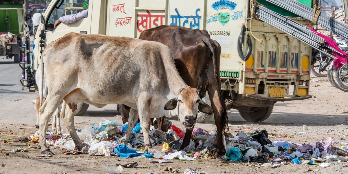 British tourist left with 38 parasites in her brain after India holiday in 'absolutely disgusting' discovery