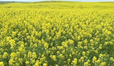 Rains welcome after years of drought for southwest Saskatchewan farmers