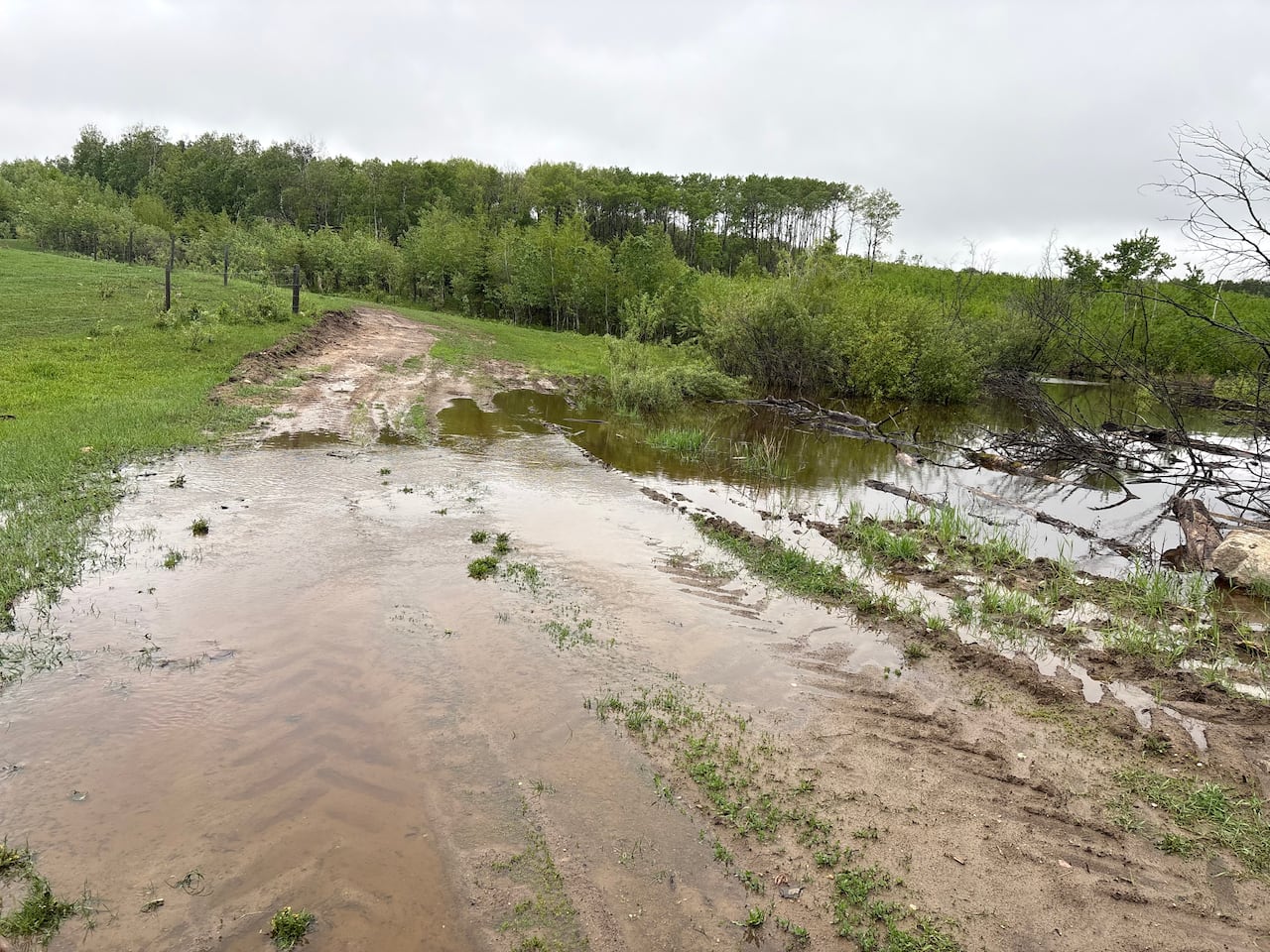A muddy pond collects on a dirt road with tire tracks through it leading to a stand of trees in a rural area.