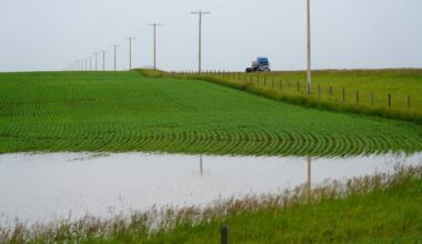 June rain soaks southern Alberta crops and pasture