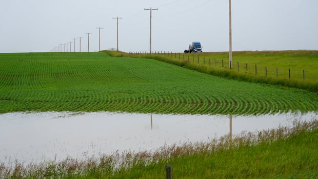 June rain soaks southern Alberta crops and pasture