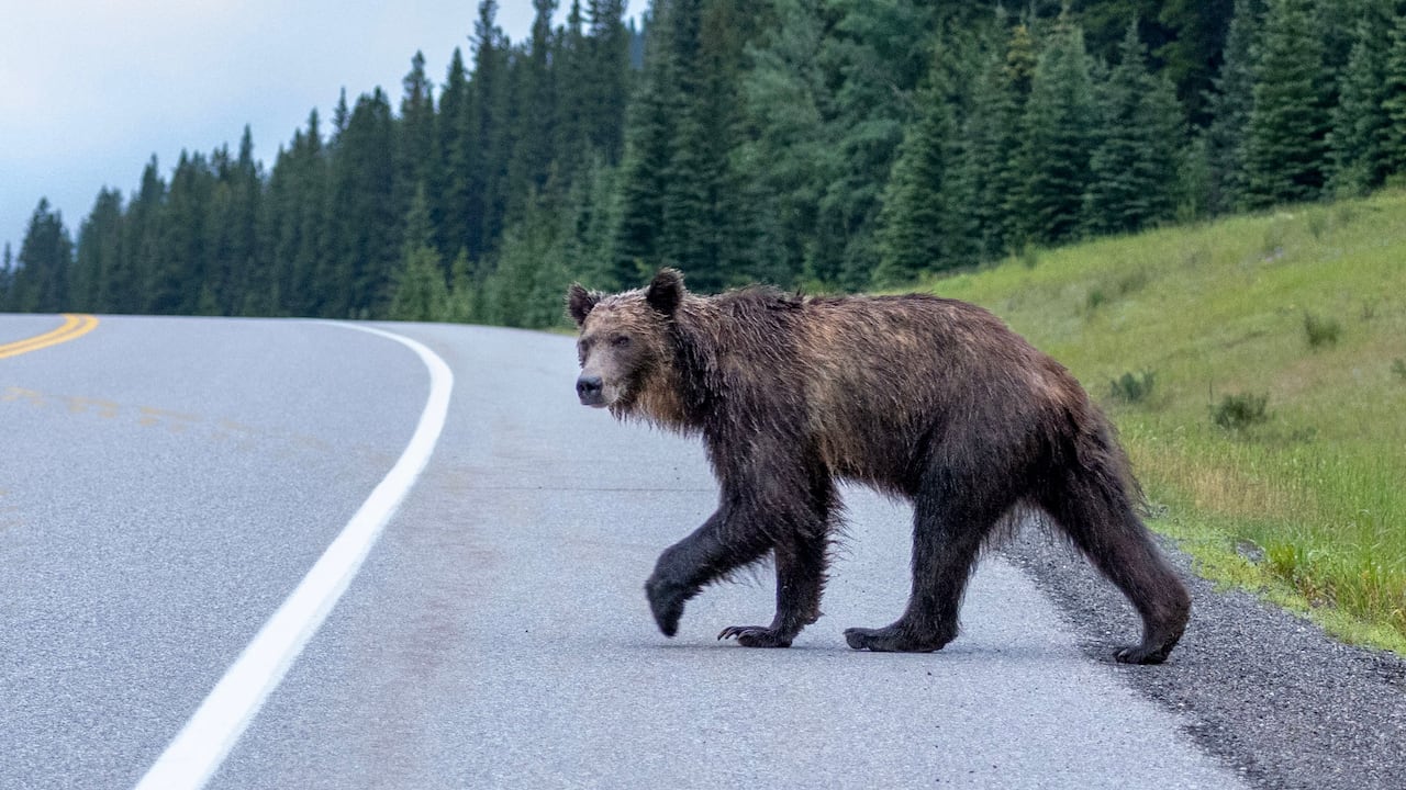 A grizzly bear crossing a road.