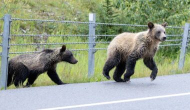 2 grizzly bears illegally shot along Alberta highway on same day, province says