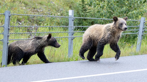 2 grizzly bears illegally shot along Alberta highway on same day, province says