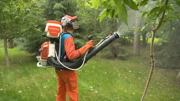 Recent rainfall fuels surge in mosquito numbers in Winnipeg
