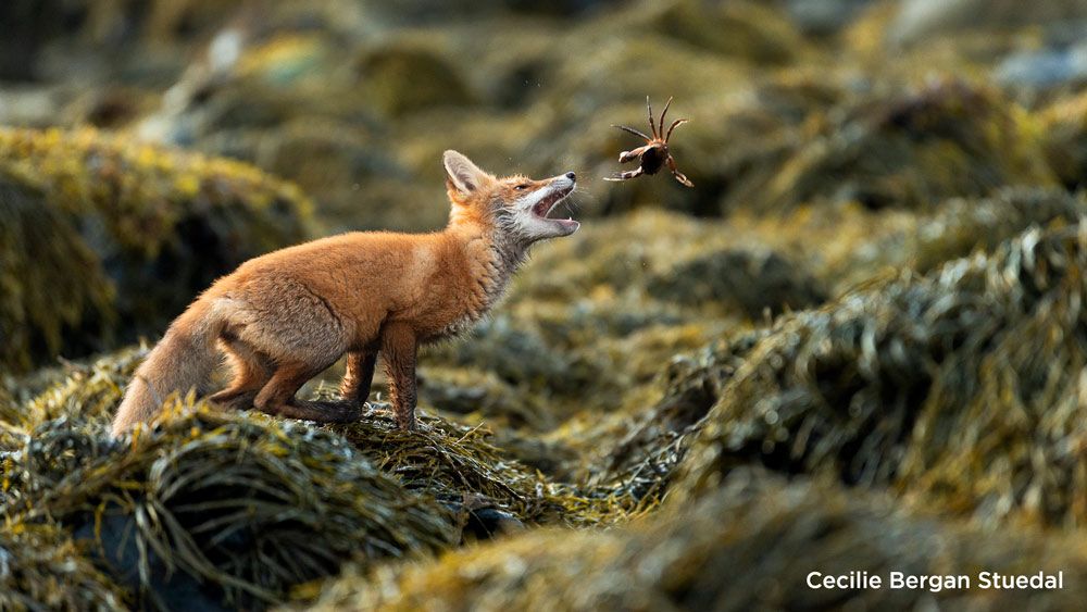 Shot at 2 AM in broad daylight, this DSLR wildlife image wins its 5th award