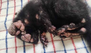 Sick squirrels covered in warts spotted in backyards across US