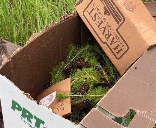 Some of the remaining seedlings at the site of the planting in Buena vista, Sask.