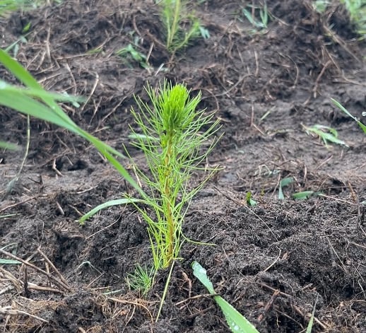 One of the 17,000 planted seedling in Buena Vista, Sask.