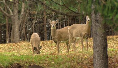 Antlerless deer draw opens Monday, allowing hunters as young as 12 to enter