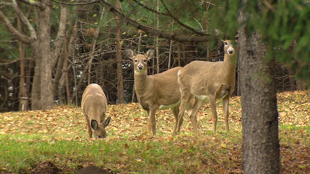 Antlerless deer draw opens Monday, allowing hunters as young as 12 to enter