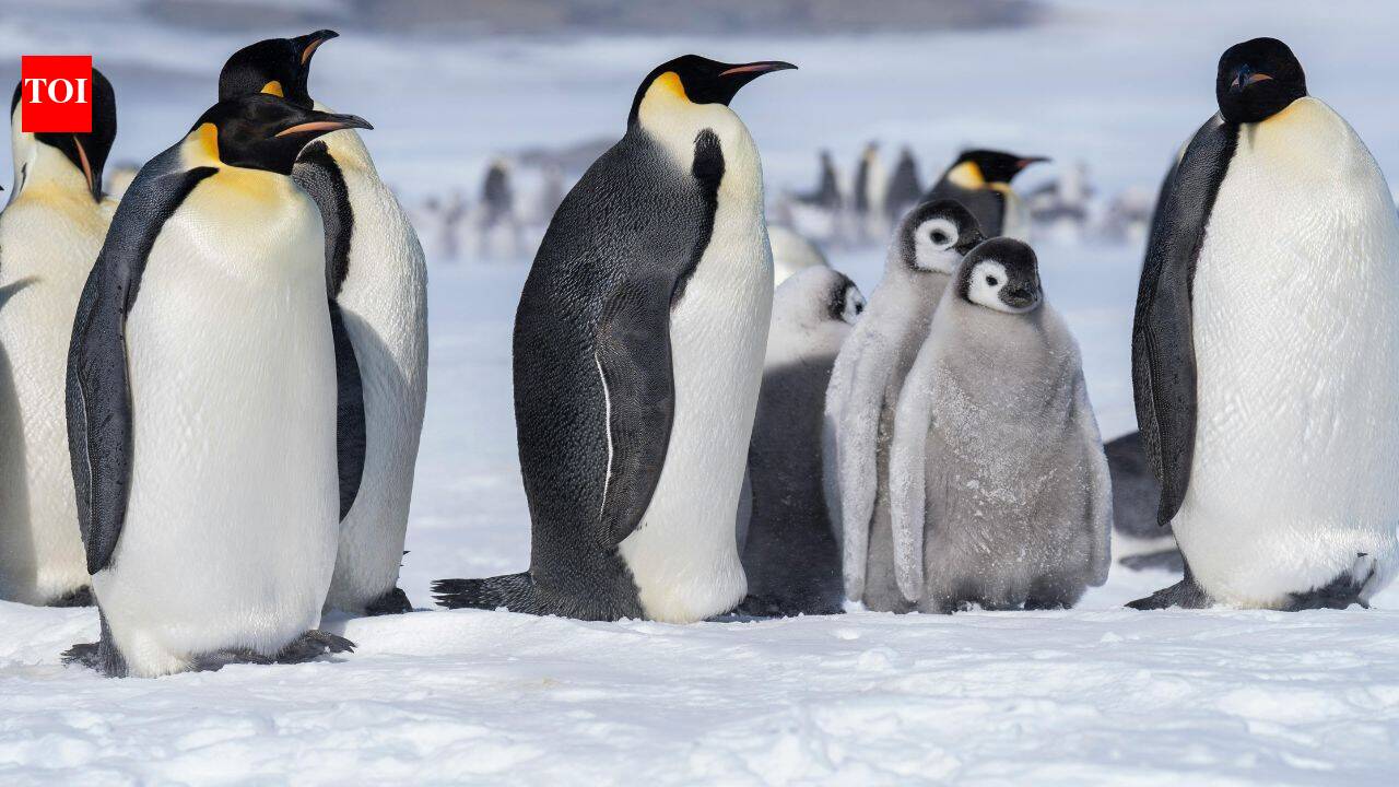 Why penguins give pebbles as gifts to their mates and what they really mean |