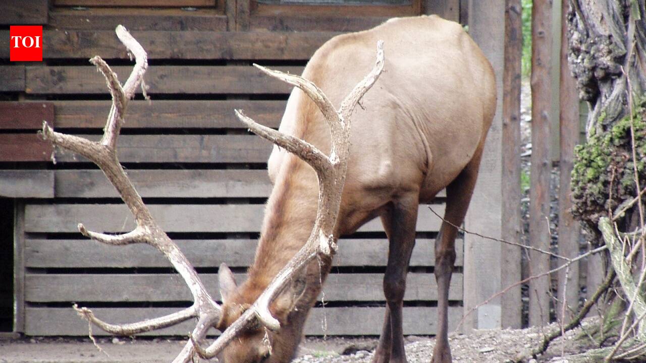 Elk, not bears, were behind most aggressive wildlife encounters in Canadian parks, and campground incidents made the risk jump sharply for visitors | World News