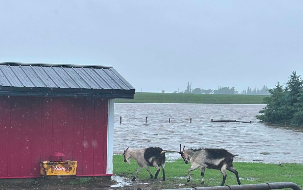 two goats walk in a flooded field