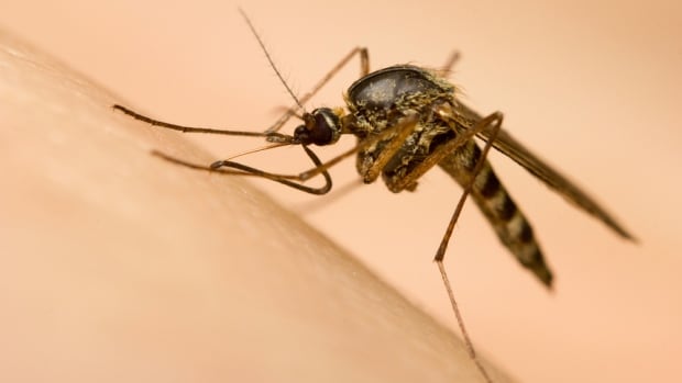Winnipeg to begin mosquito fogging Saturday night after heavy rainfall boosts population