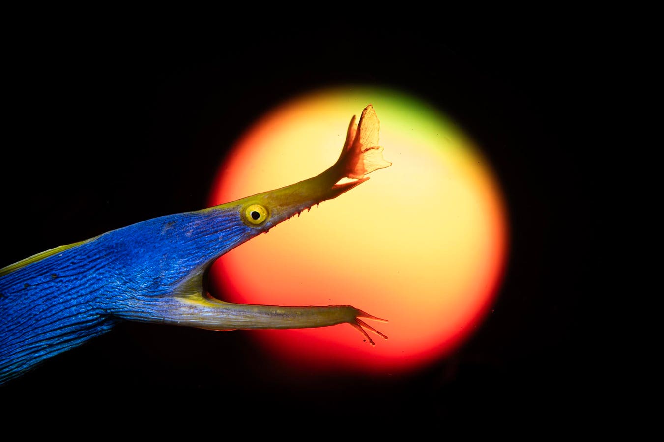 Masters Of Photography Competition By Hasselblad: 21 Captivating Winning Photos