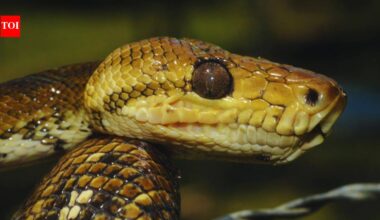 This snake weighing 1100kgs, as long as a small plane was the ultimate prehistoric mega-predator of the Amazon rainforest