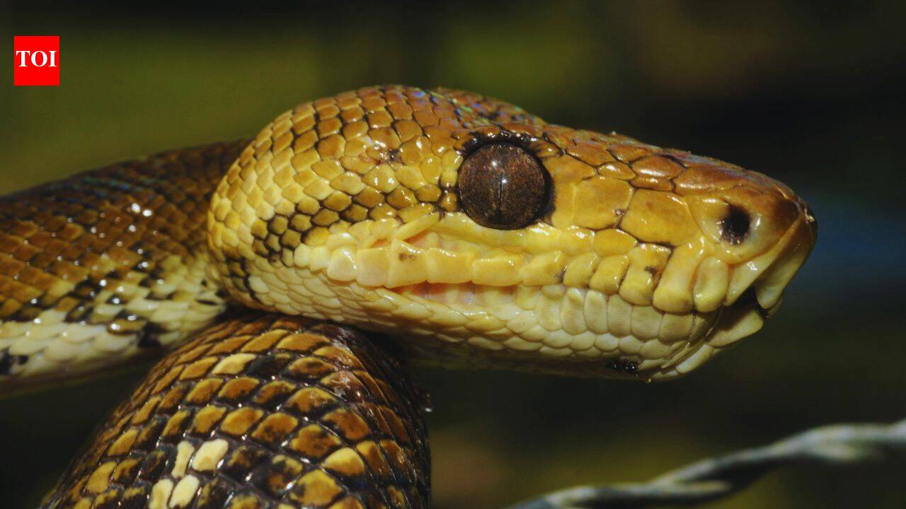 This snake weighing 1100kgs, as long as a small plane was the ultimate prehistoric mega-predator of the Amazon rainforest