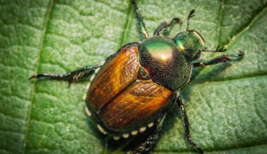 Spraying for invasive beetle to shut down War Memorial, part of Bowring Park