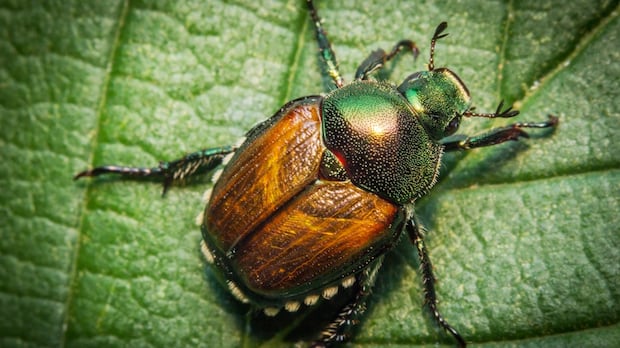 Spraying for invasive beetle to shut down War Memorial, part of Bowring Park