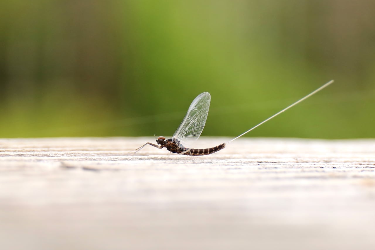Mayfly resting on a wooden surface. Dark body and transparent wings