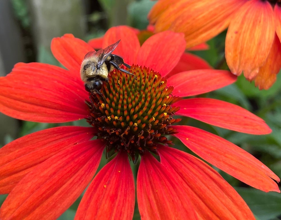 yellow and black fuzzy bumblebee sitting in the middle of an orange red coneflower. another surrounding coneflower in a garden.