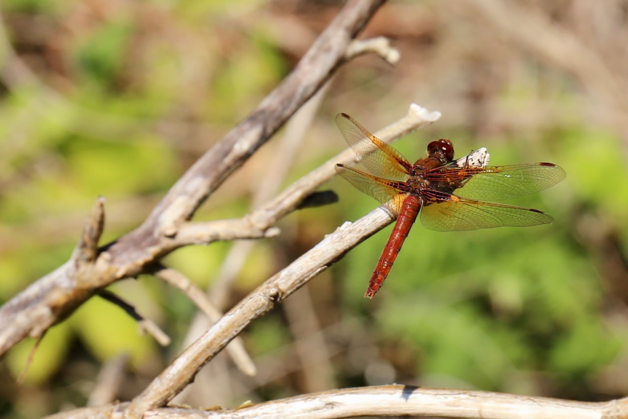Cardinal Meadowhawk dragonfly, dark red-ish and orange bodied dragonfly resting in a human palm