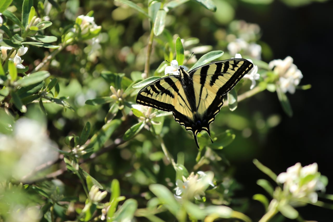 A tiger swallowtail butterfly has bright yellow with narrow black stripes and is spreading its wings on a tree